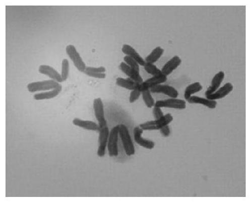 A method for fluorescent in situ hybridization of Mongolian leek chromosome