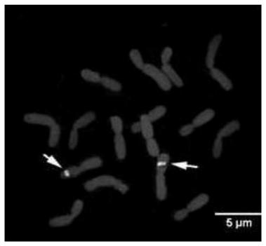 A method for fluorescent in situ hybridization of Mongolian leek chromosome