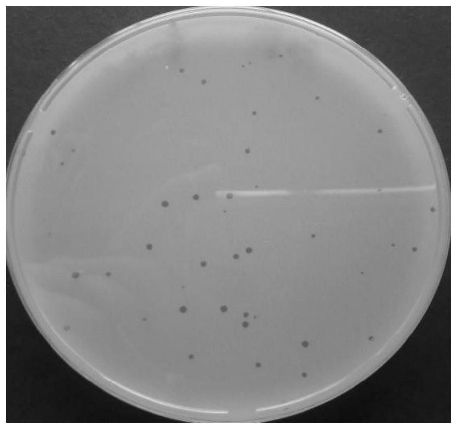 Staphylococcus aureus bacteriophage LSA2311 and application thereof