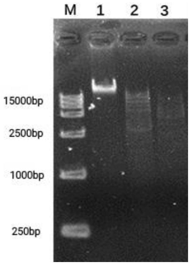 Staphylococcus aureus bacteriophage LSA2311 and application thereof