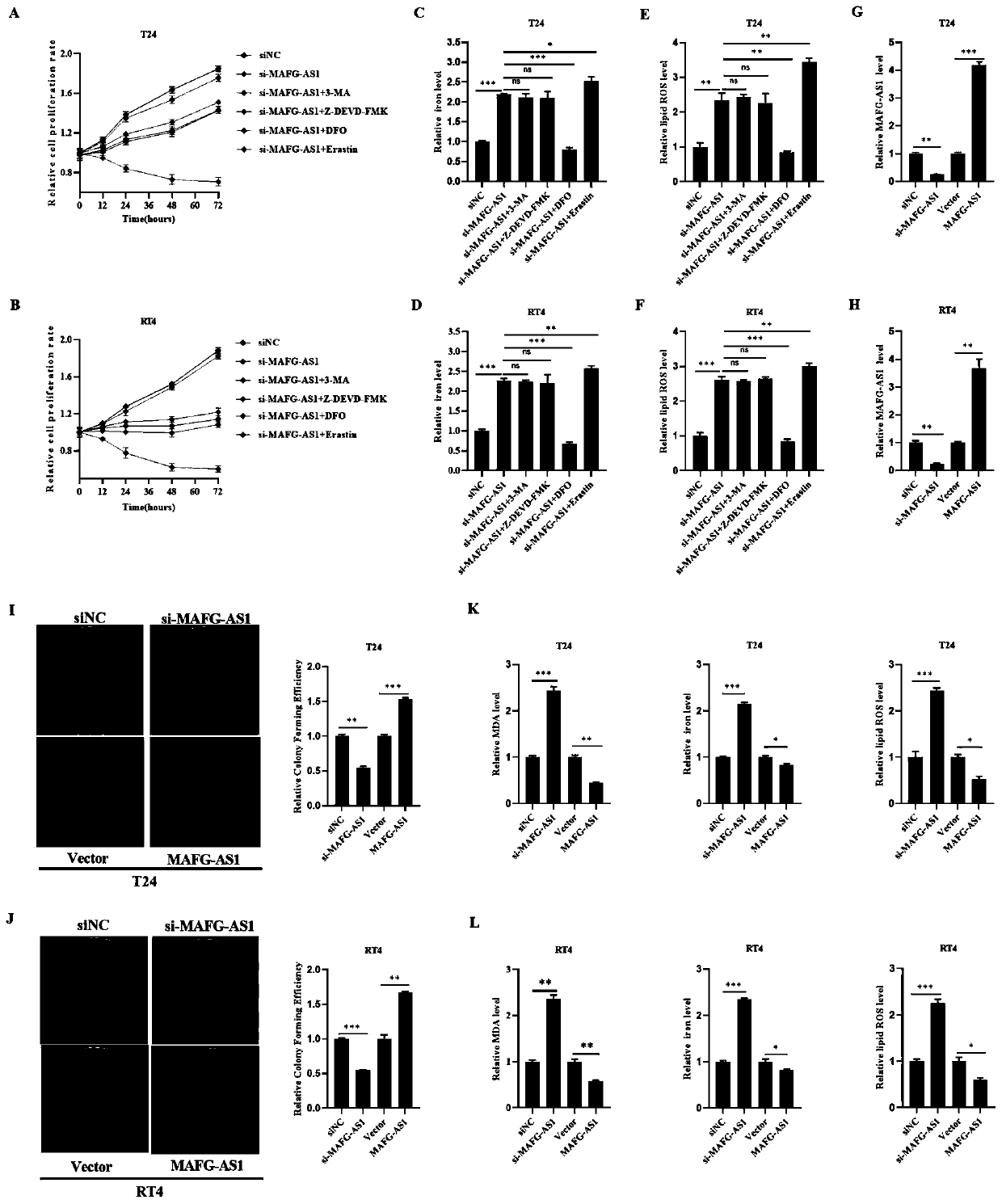 Application of MAFG-AS1/PCBP2/FPN1 regulation axis as target site detection reagent in preparation of medicine for treating bladder cancer