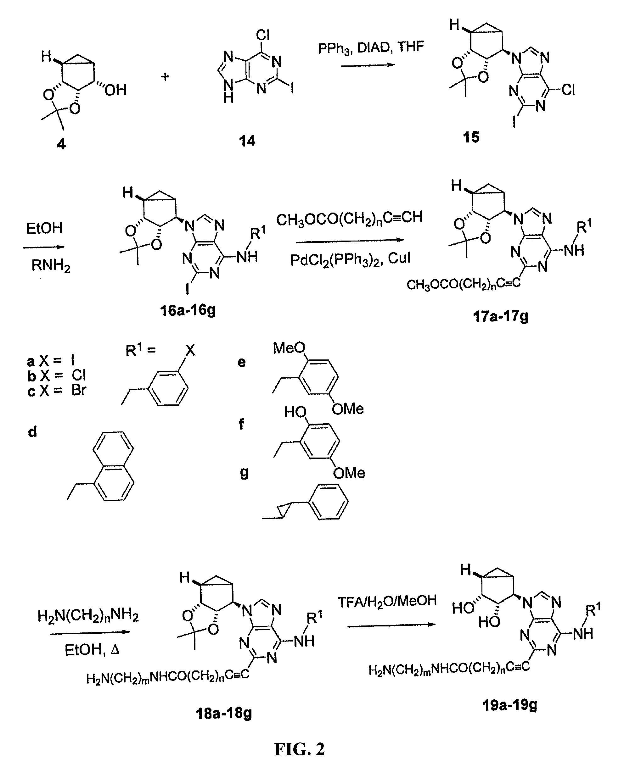 Adenosine receptor agonists, partial agonists, and antagonists