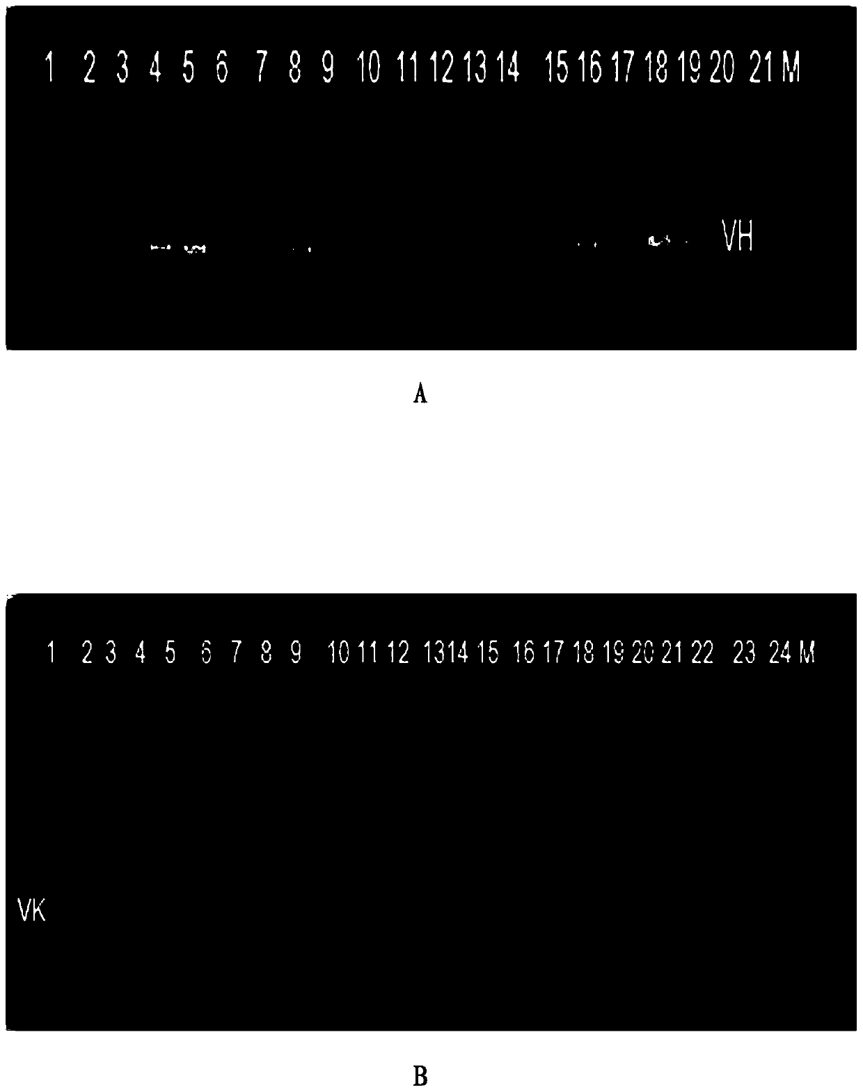 Fully-humanized monoclonal antibody against chikungunya fever and with high neutralizing activity, and application thereof