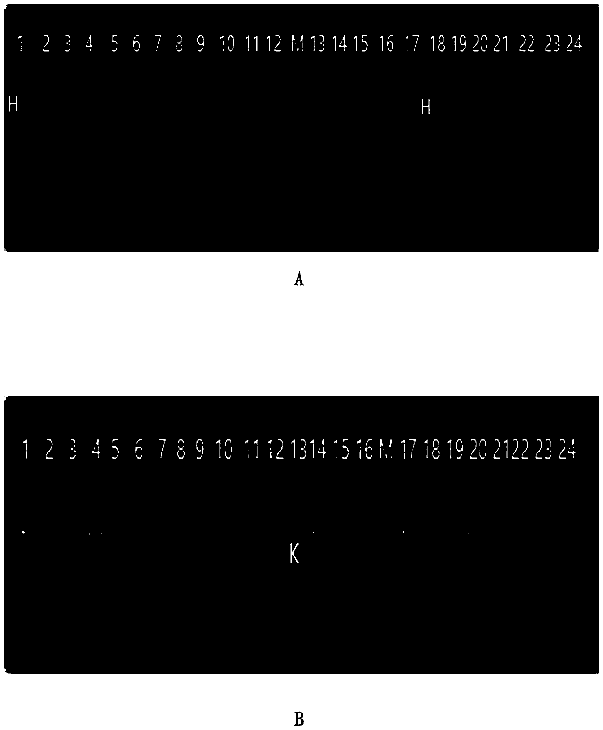 Fully-humanized monoclonal antibody against chikungunya fever and with high neutralizing activity, and application thereof