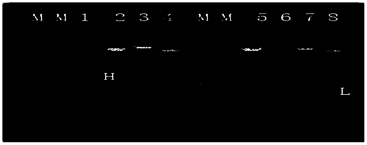 Fully-humanized monoclonal antibody against chikungunya fever and with high neutralizing activity, and application thereof