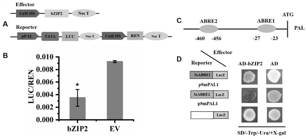 Application of SmbZIP2 gene in increasing content of salvianolic acid in salvia miltiorrhizae