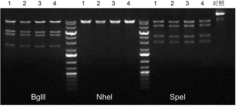 Method for preparing non-human mammal with iGb3S gene knockout and applications