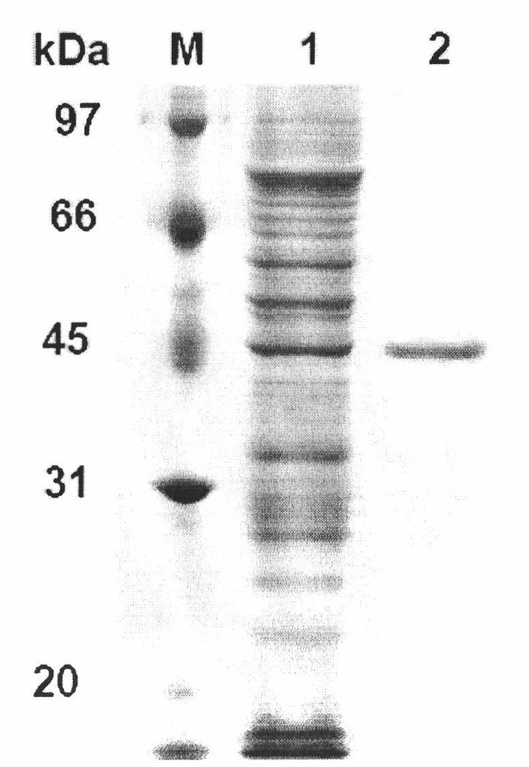 Neutral phytase CP53 from rumen and gene and application thereof