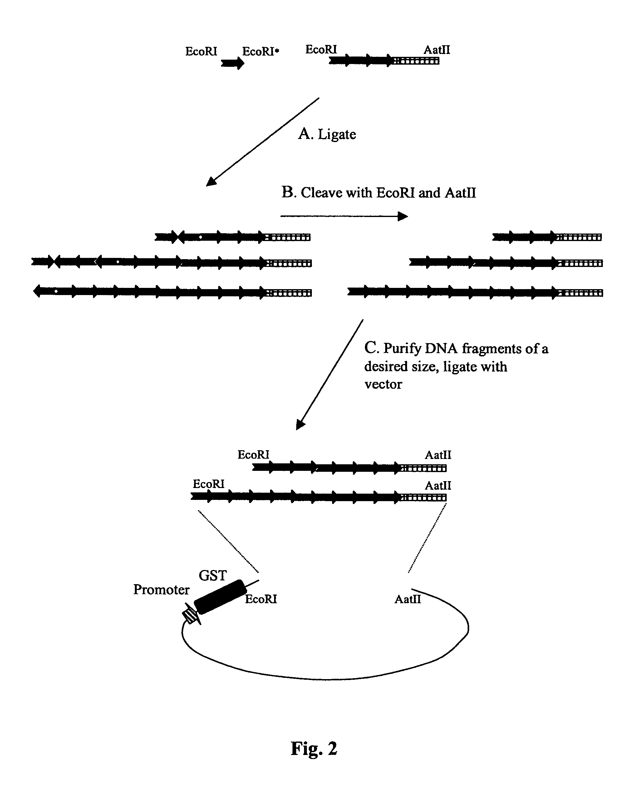 Protein kinase and phosphatase substrates and multiplex assays for identifying their activities