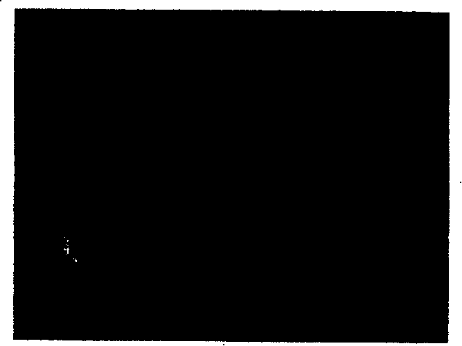 Plant regeneration method of humid euphoriba somatic embryogenesis path and culture medium for said method