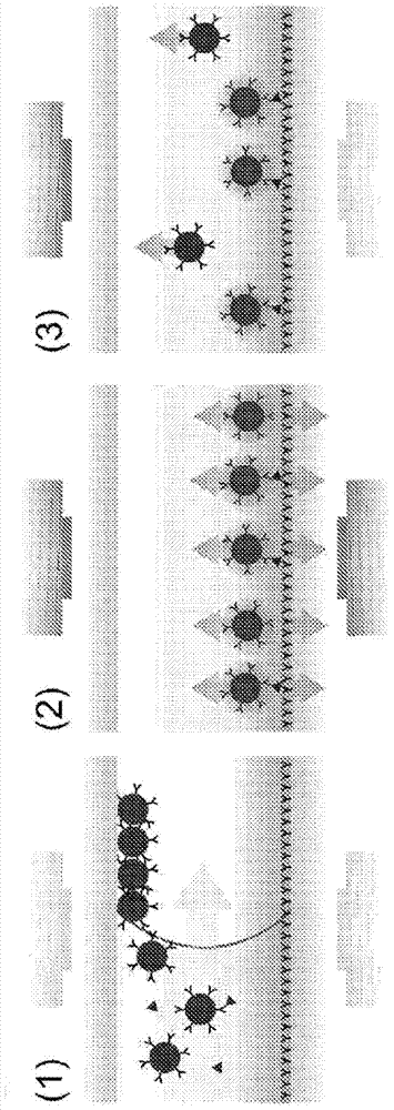 Long rigid spacers to enhance binding kinetics in immunoassays