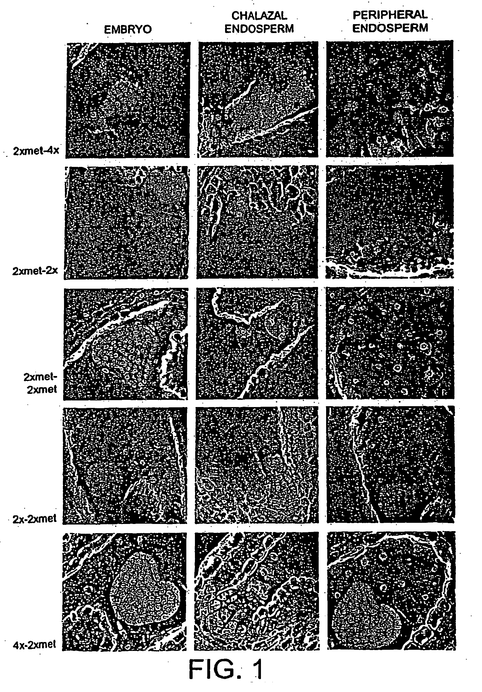 Modified plants