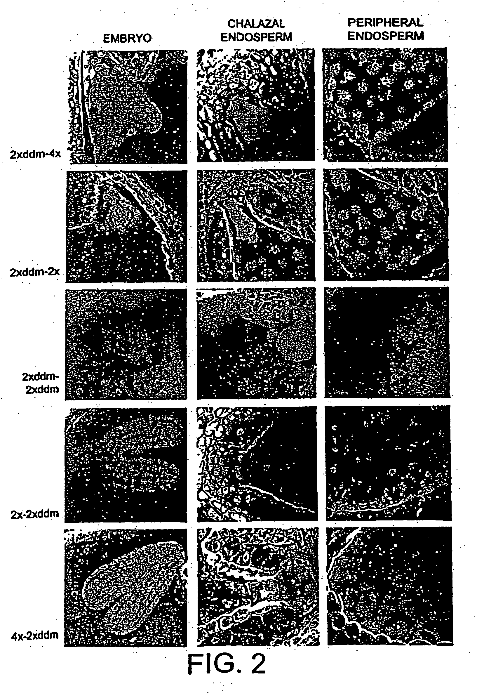 Modified plants