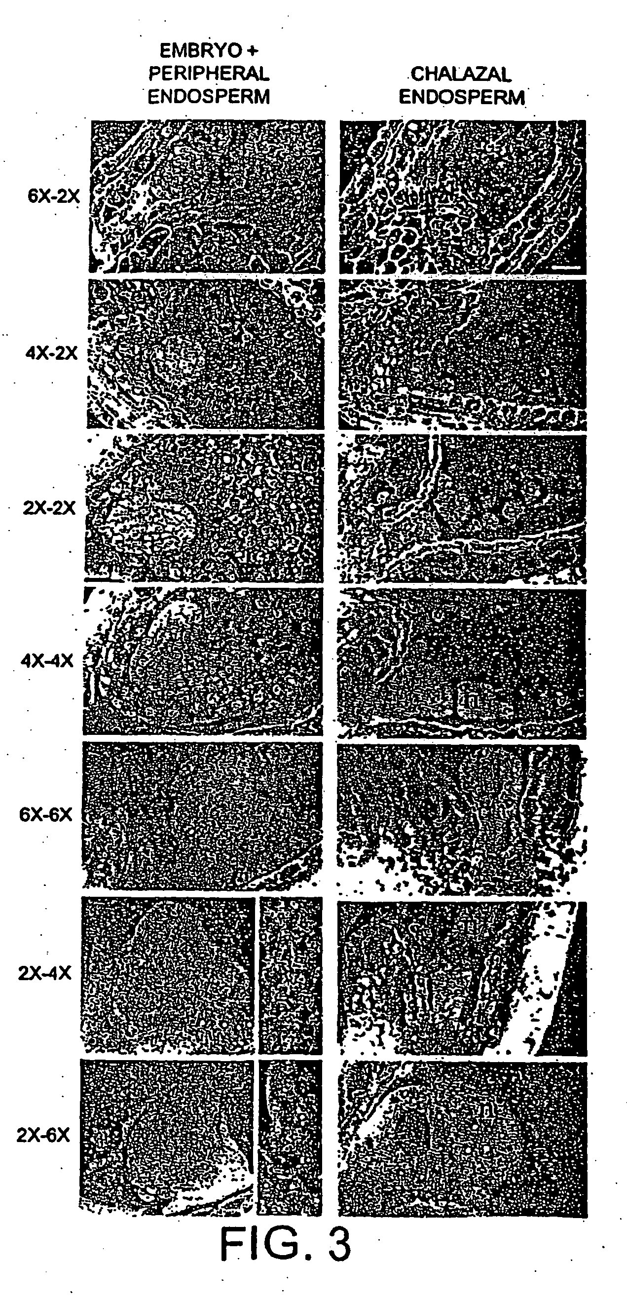 Modified plants