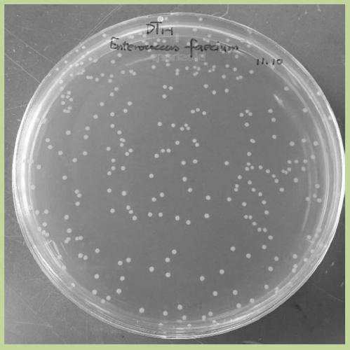 Enterococcus faecium DT1-1 and application thereof