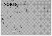 A norfloxacin-degrading Acinetobacter calcoacetate nor‑36 and its application