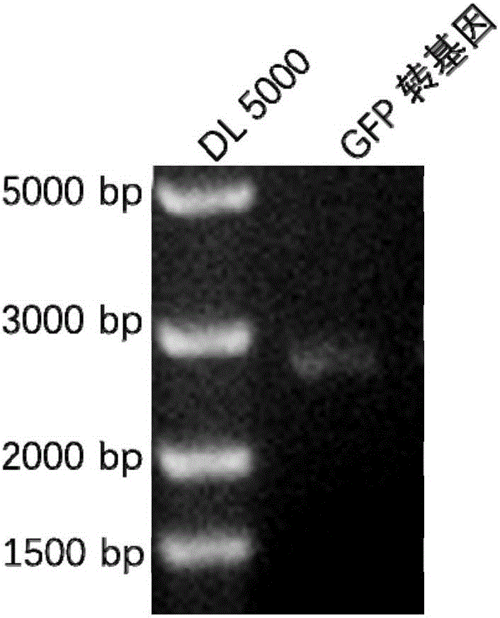 Transgenic rabbit with enhanced green fluorescent protein gene marker, and construction method thereof