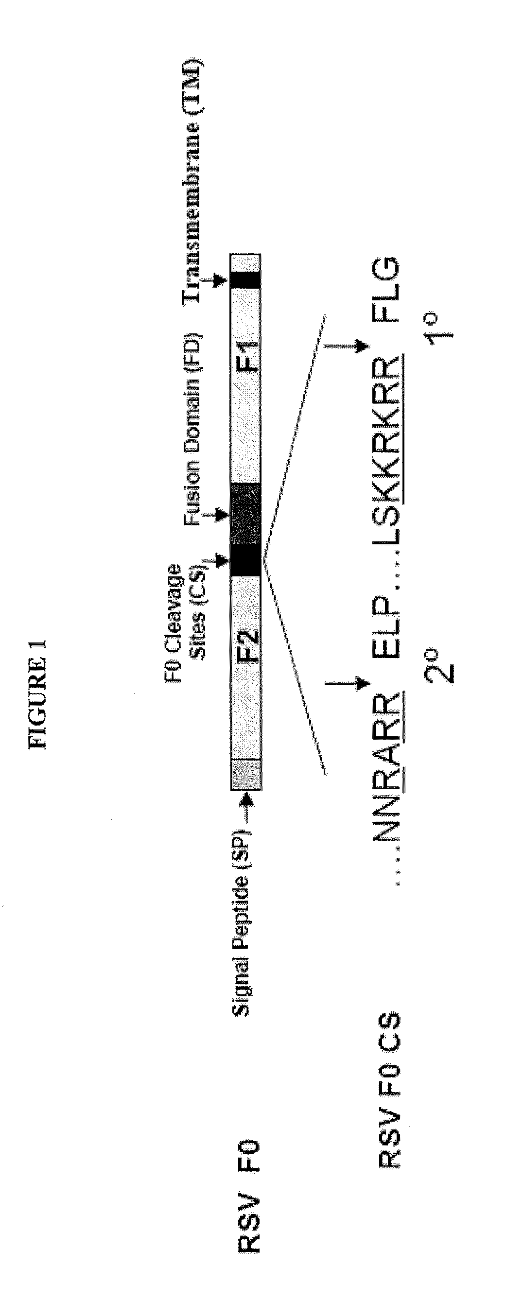 Modified rsv f proteins and methods of their use