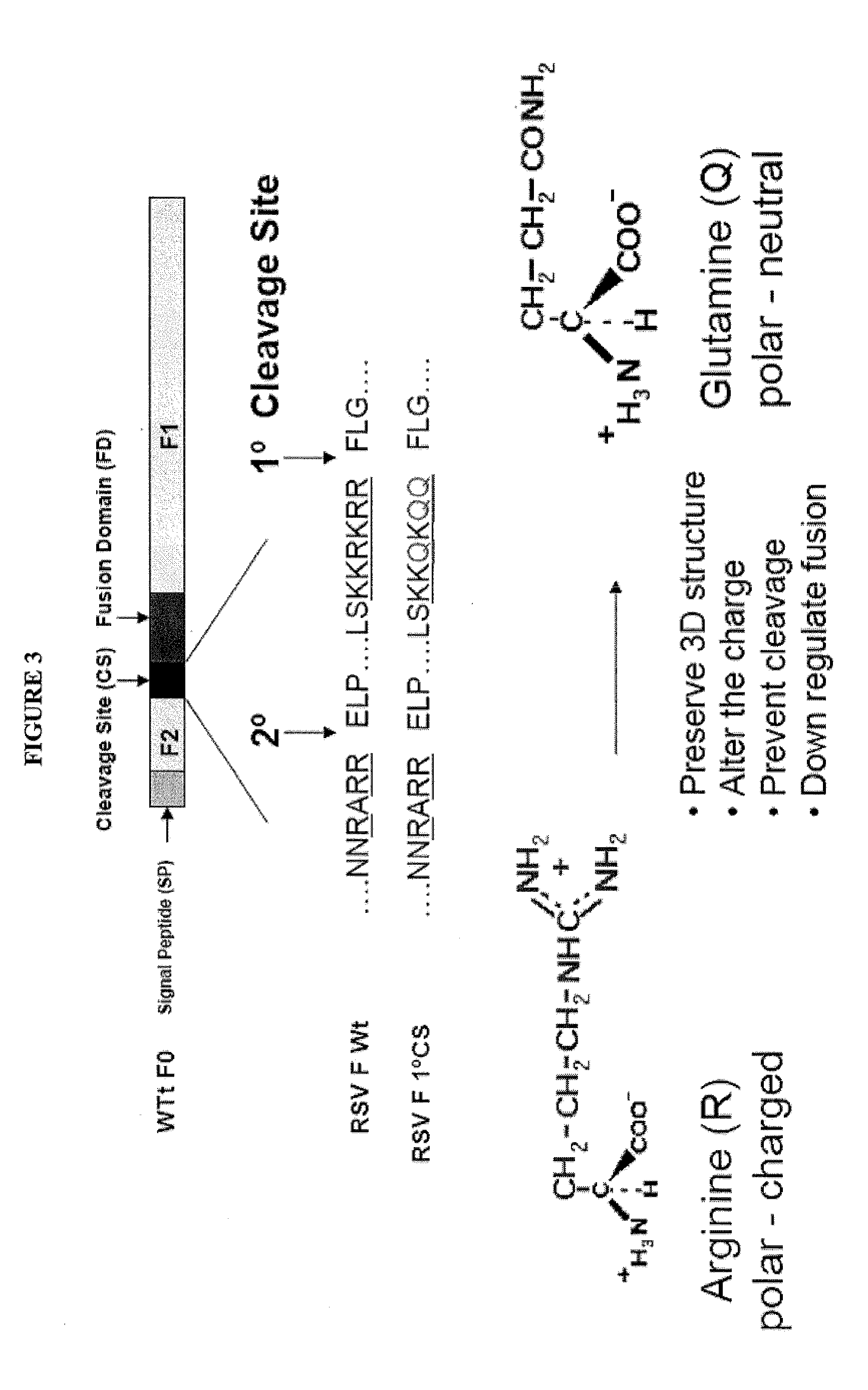 Modified rsv f proteins and methods of their use