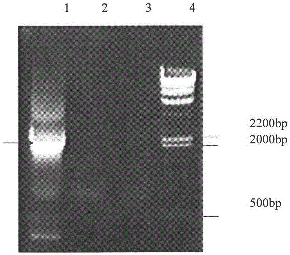 A method for improving 7-aca producing bacteria