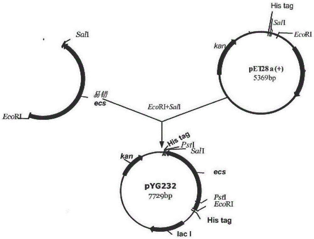 A method for improving 7-aca producing bacteria