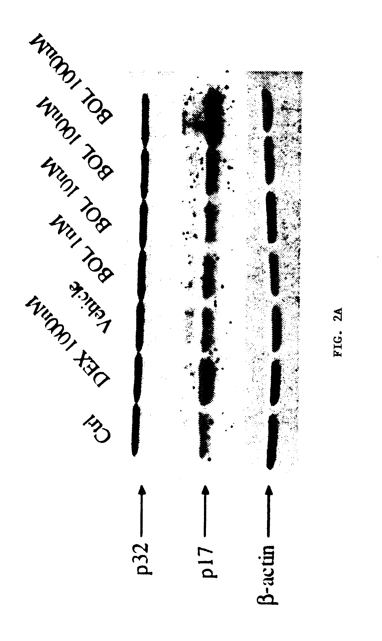 Compositions and Methods for Treating, Controlling, Reducing, Ameliorating, or Preventing Allergy