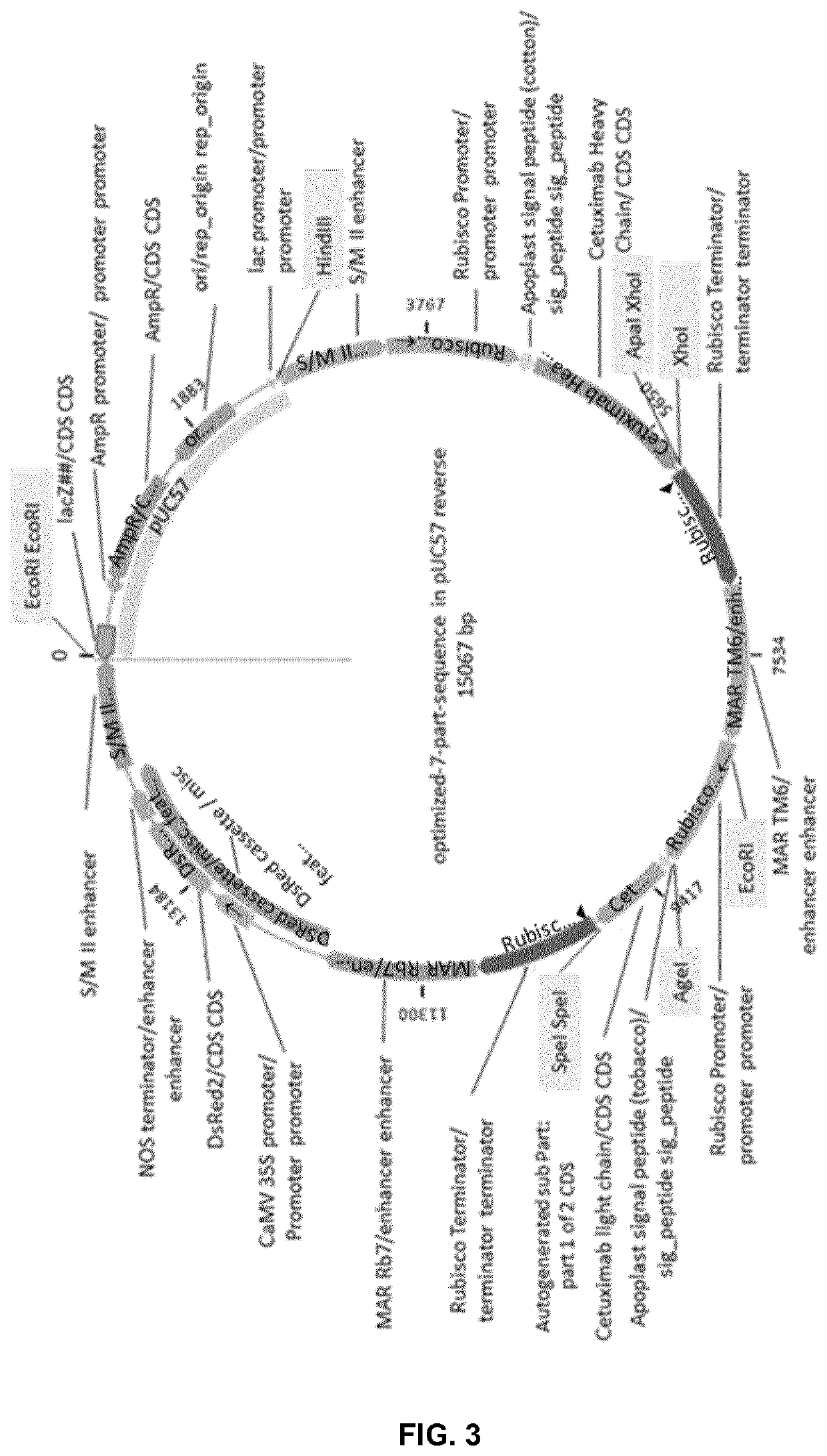 A recombinant protein comprising a double stranded RNA binding domain