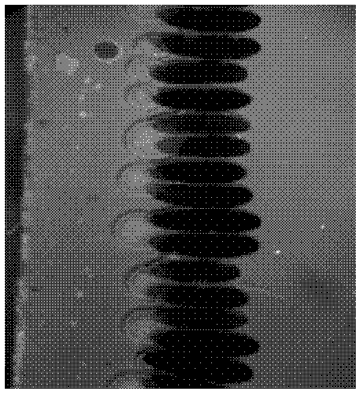 Method for extracting wolbachia used for embryonic injection transfection