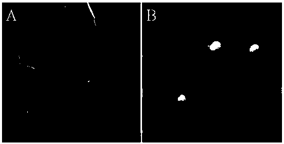 Method for detecting hydrogen peroxide by modifying screen printing electrode by persimmon tannin-graphene-Pt composite material