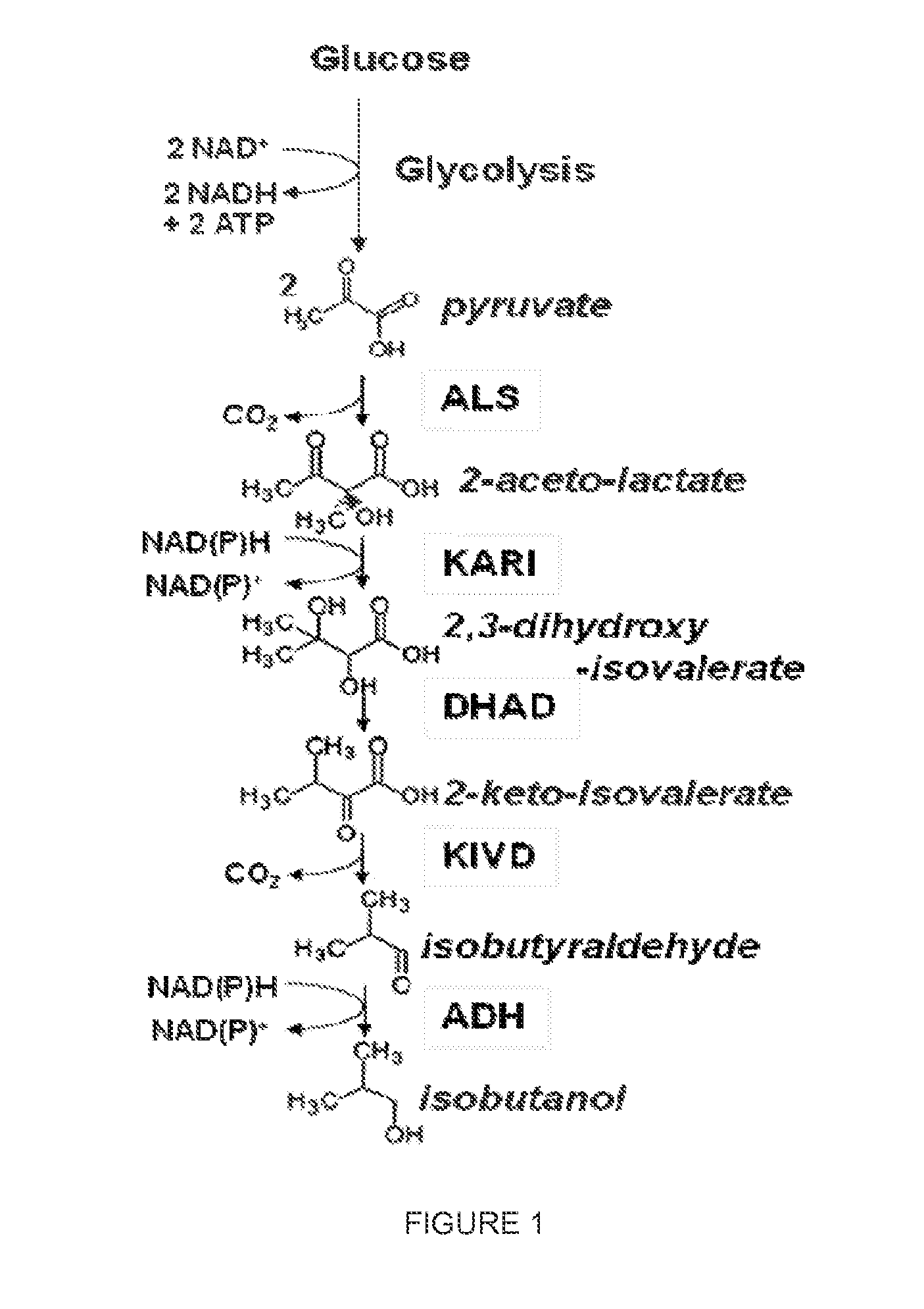 High-Performance Ketol-Acid Reductoisomerases