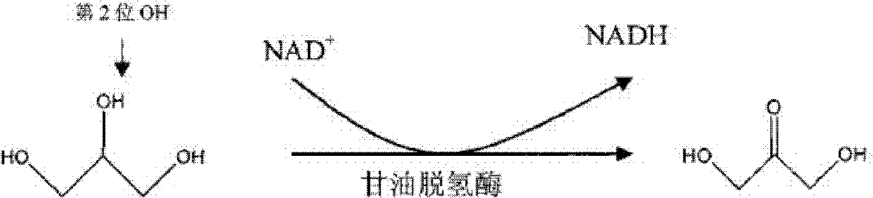 Method for producing dihydroxyacetone by using gluconobacter sp.