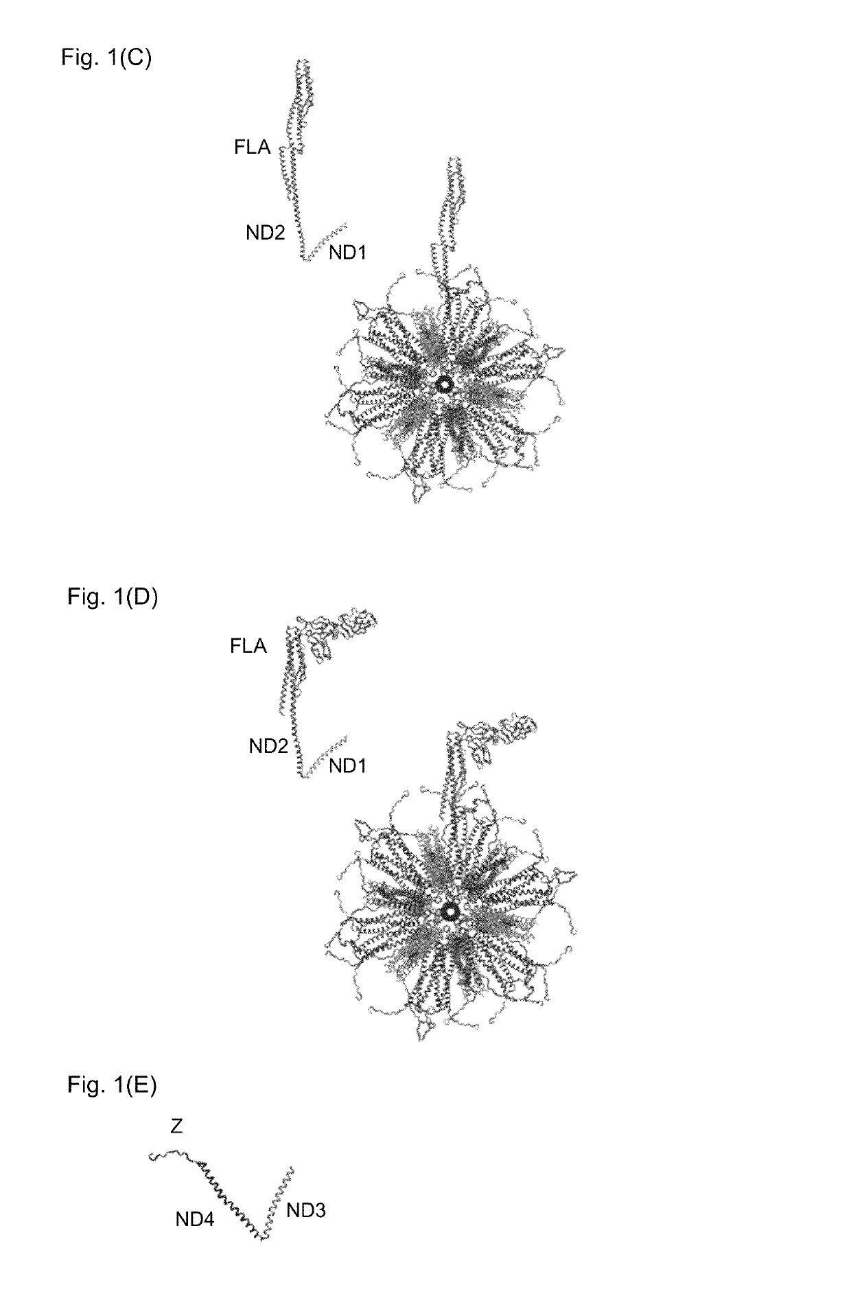 Flagellin-containing protein nanoparticles as a vaccine platform