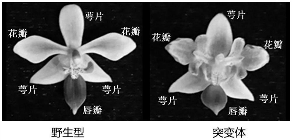 Application of gene PeNAC67 in breeding of phalaenopsis aphrodite