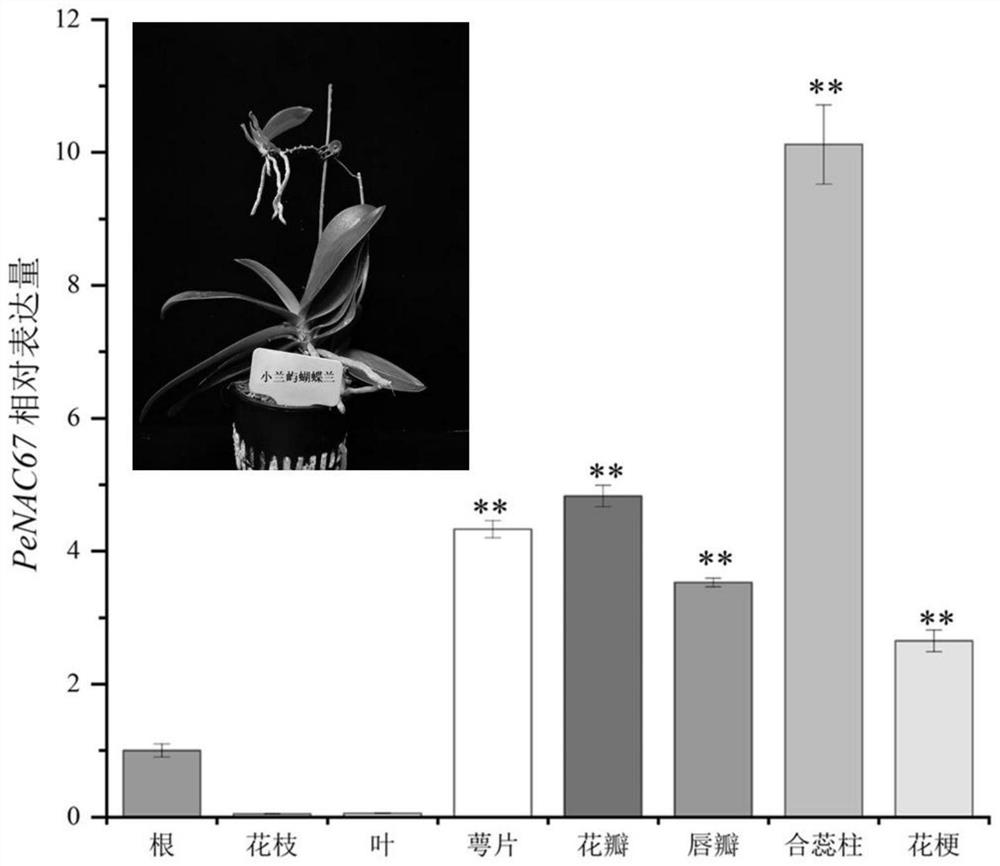 Application of gene PeNAC67 in breeding of phalaenopsis aphrodite