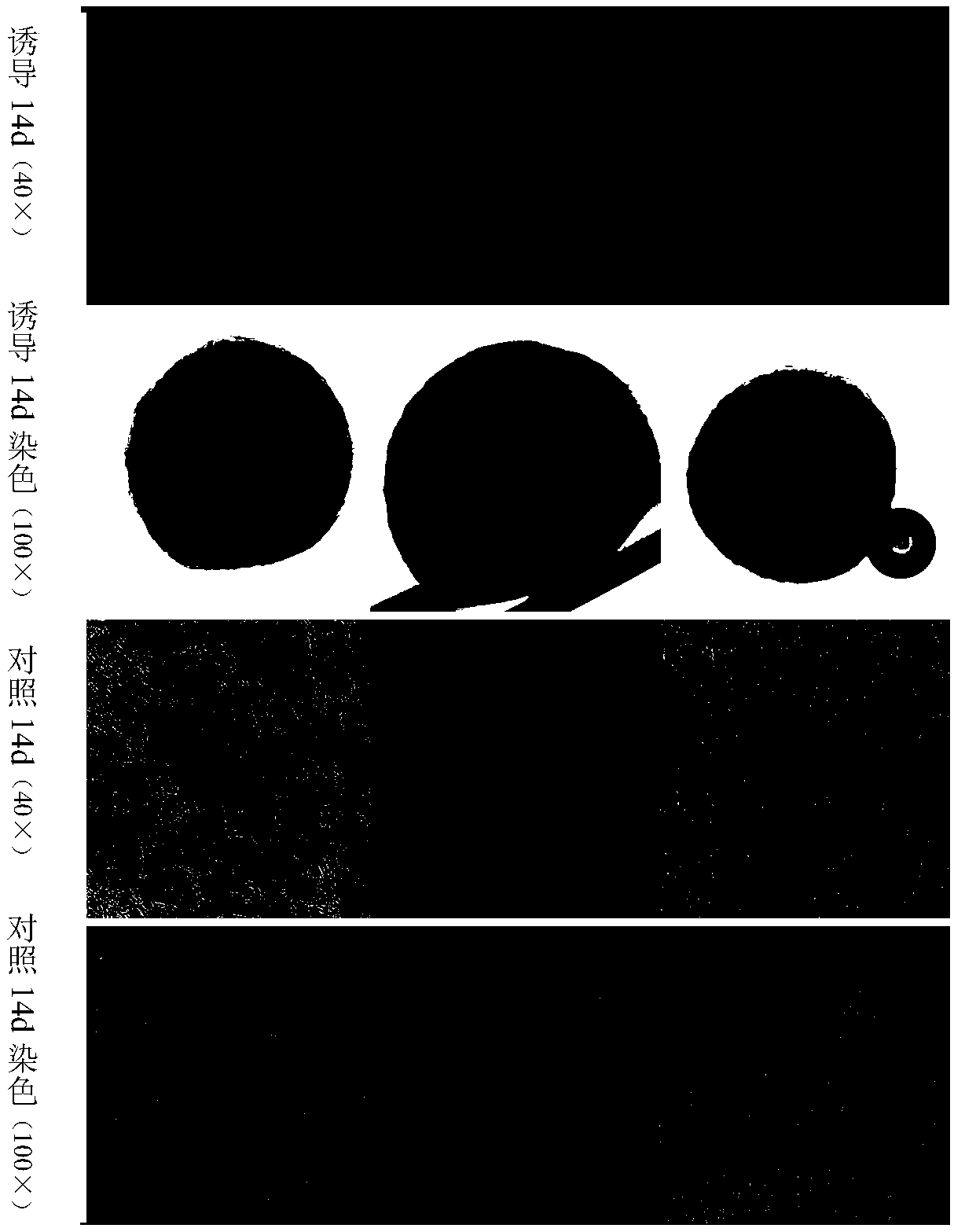 Preparation method of freeze-dried powder containing stem-cell active factors