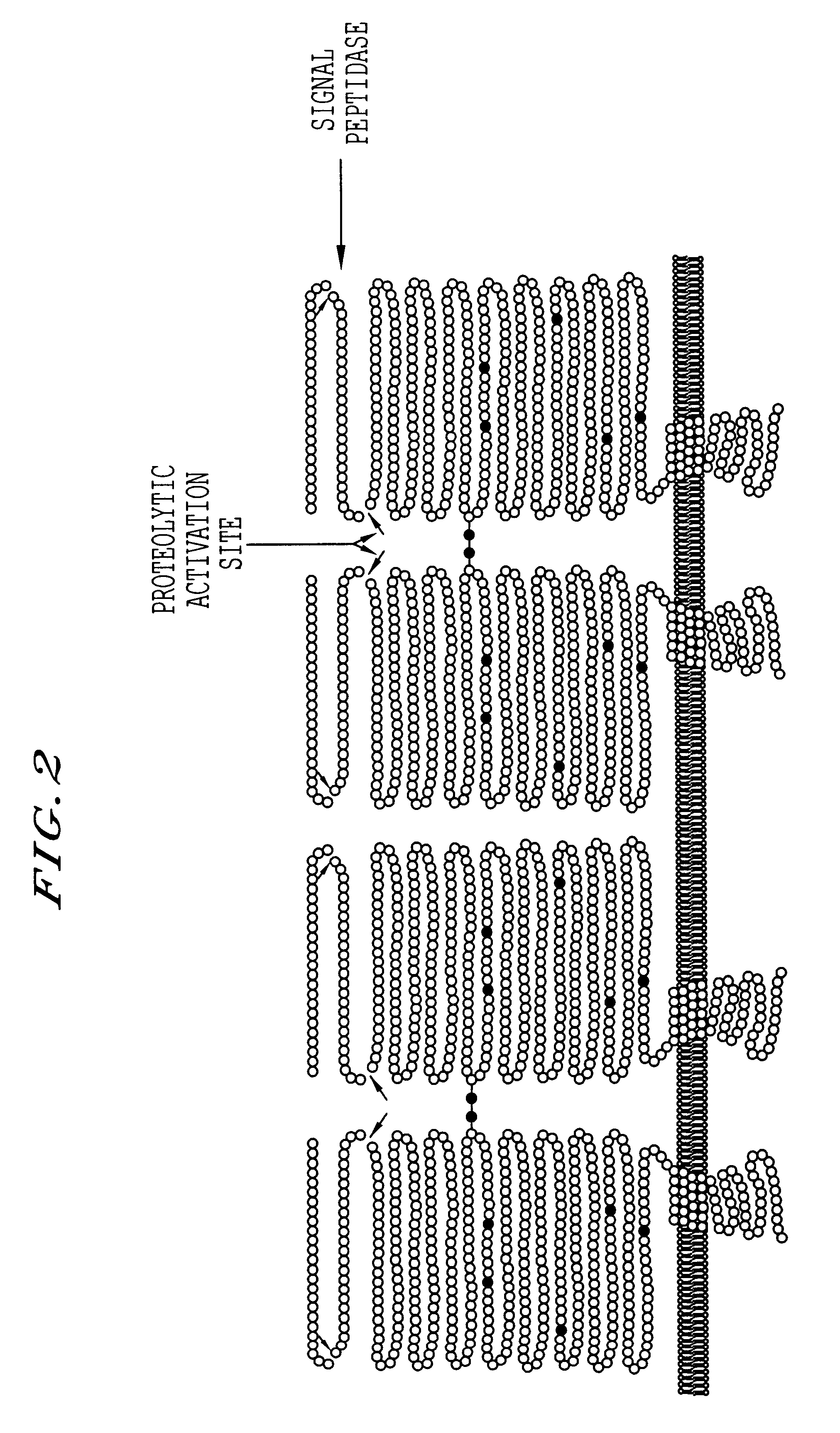 Methods for producing highly phosphorylated lysosomal hydrolases