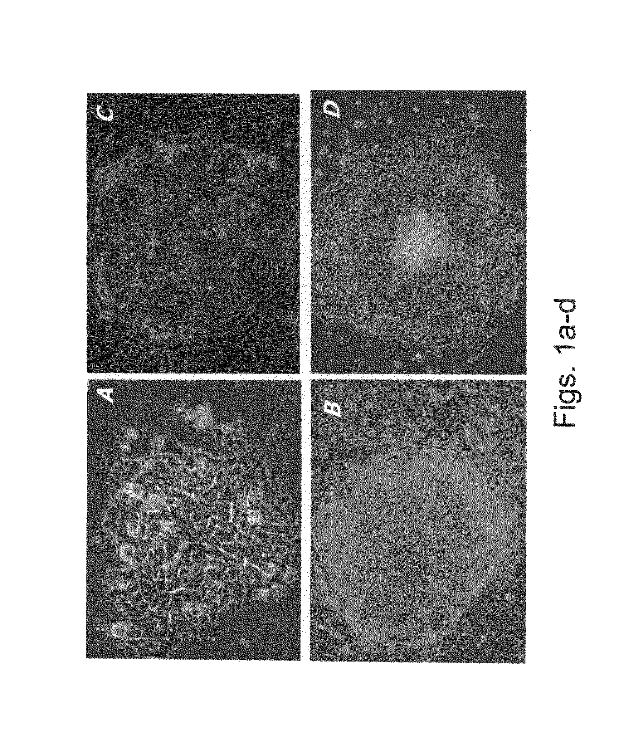 Methods of expanding embryonic stem cells in a suspension culture