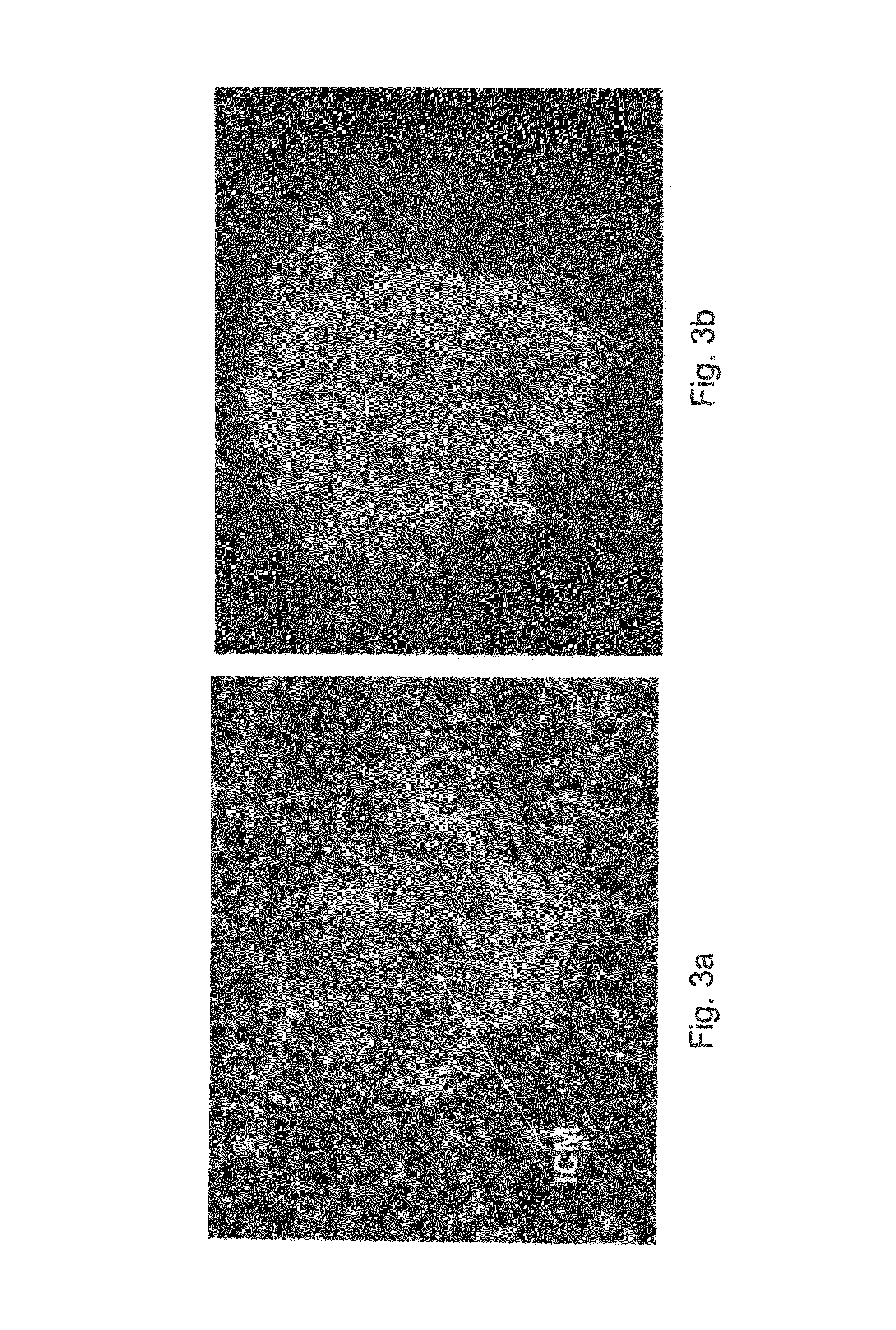 Methods of expanding embryonic stem cells in a suspension culture