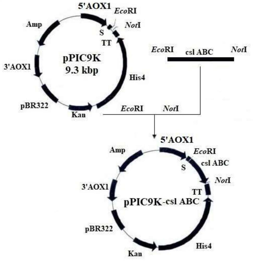 A recombinant yeast strain producing chondroitin sulfate abc lyase and its construction method and application