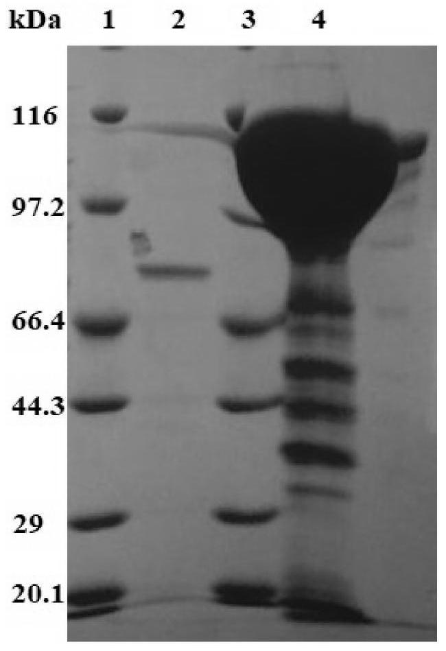 A recombinant yeast strain producing chondroitin sulfate abc lyase and its construction method and application