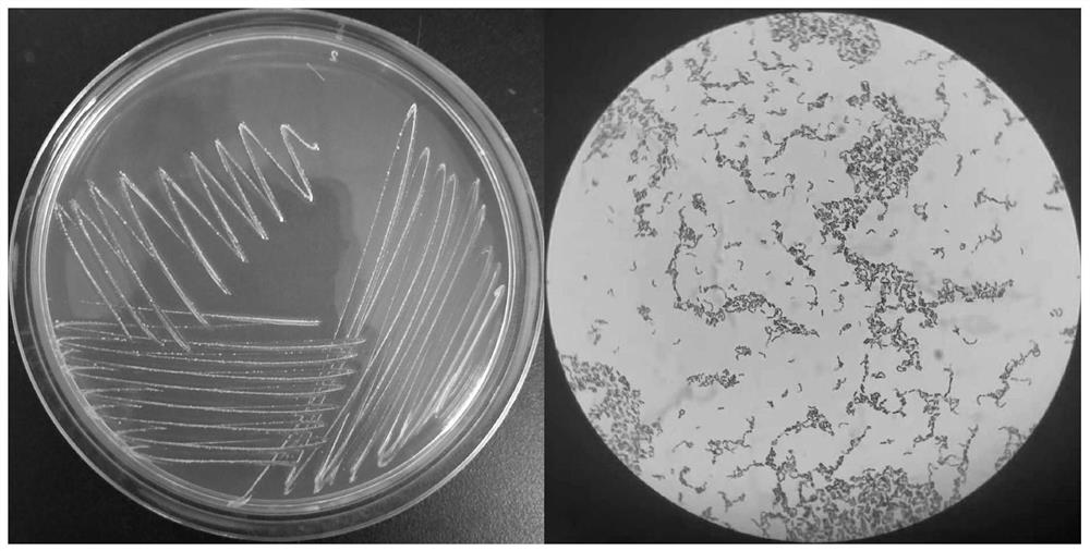 A strain of Lactobacillus plantarum with excellent alcohol tolerance and its application