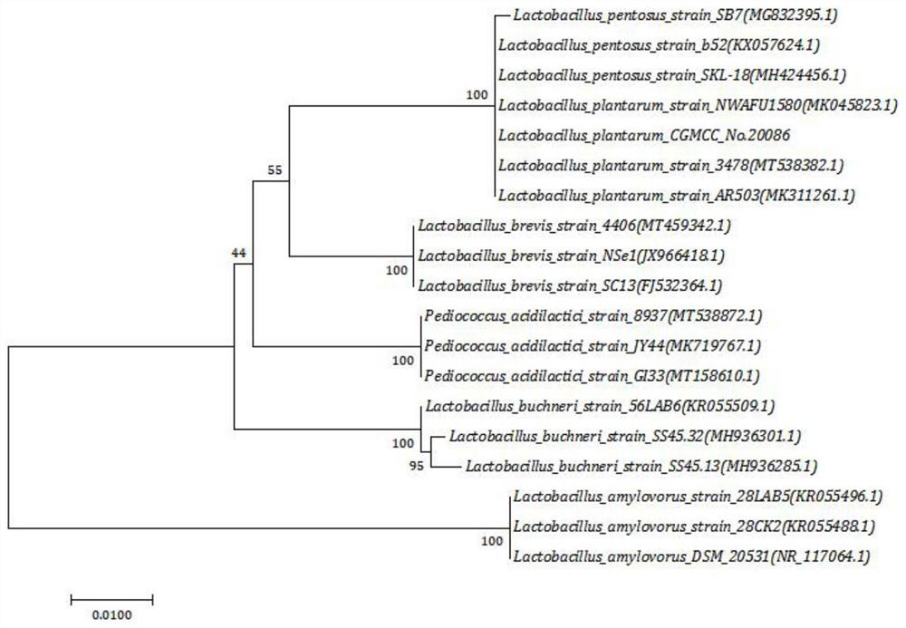 A strain of Lactobacillus plantarum with excellent alcohol tolerance and its application