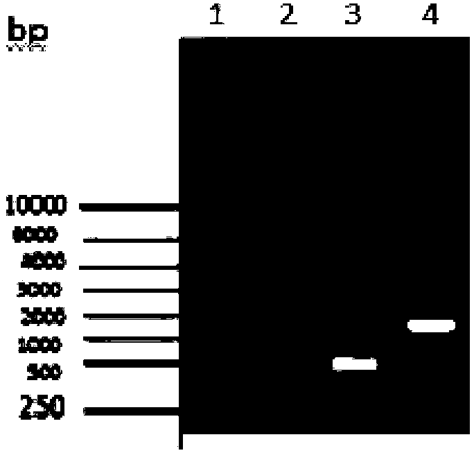 L-threonine high-yield genetic engineering strain and application thereof