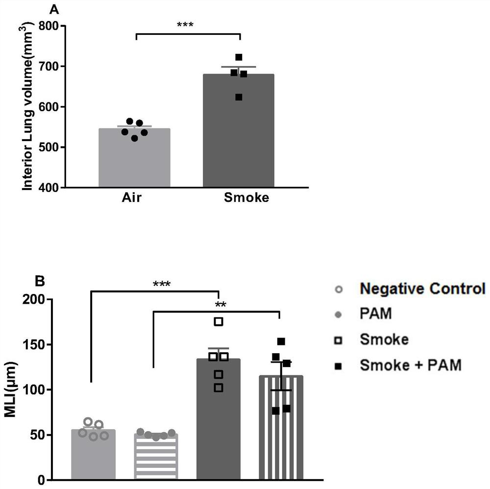 Establishing method and application of asthma-like chronic obstructive pulmonary overlap airway inflammation mouse model