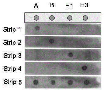 Test strip technology for specific DNA detection using sybr Green I fluorescent dye