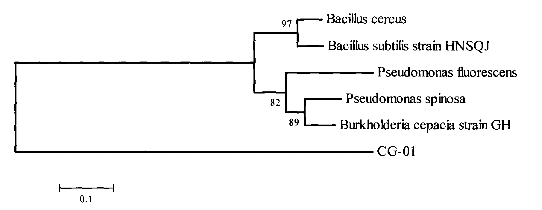 Burkholderia sp. and method for fermentation synthesis of PHA by adopting the same