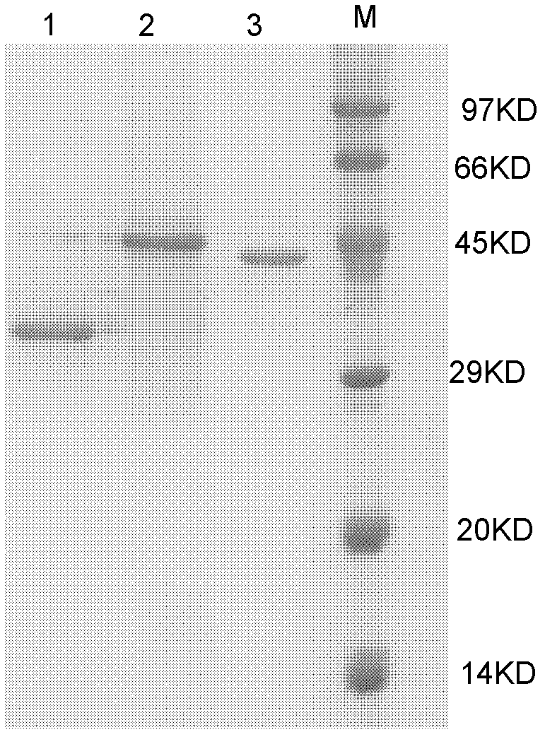 ELISA (enzyme-linked immuno sorbent assay) detection kit of porcine pseudorabies virus IgM antibody