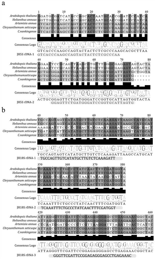 Ribosome DNA oligonucleotide mixed probe sleeve based on reference genome of chrysanthemum related species plant and development method