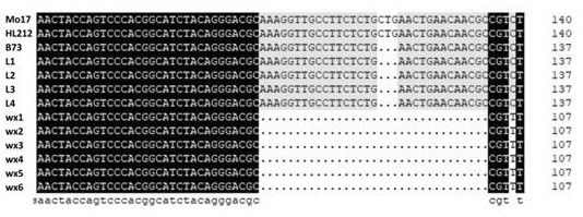 Functional molecular marker for detecting waxy gene of waxy corn and ...