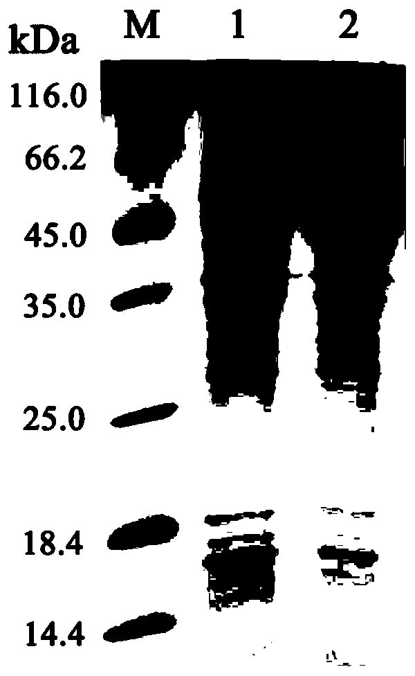 A kind of expression vector of β-glucosidase mutant protein, expression engineering bacteria and expression method